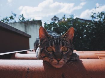 Close-up portrait of a cat