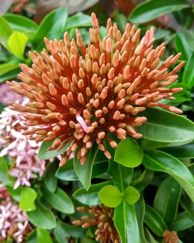 flower, freshness, petal, flower head, fragility, growth, beauty in nature, close-up, plant, blooming, nature, single flower, focus on foreground, pollen, leaf, orange color, high angle view, in bloom, day, outdoors