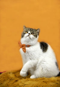 Close-up of cat wearing bow tie against orange background