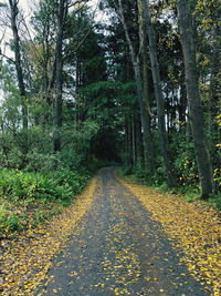Road amidst trees in forest during autumn