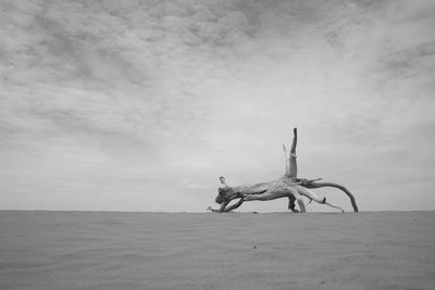 A lump of wood in the middle of the desert at midday