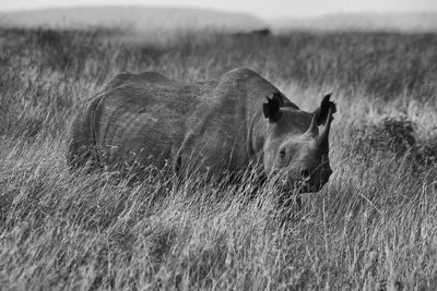 Rhino in the savannah