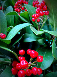 Close-up of red berries growing on plant