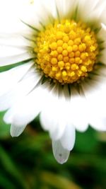 Close-up of fresh white flower blooming outdoors
