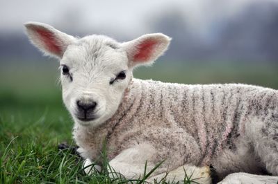 Close-up portrait of lamb