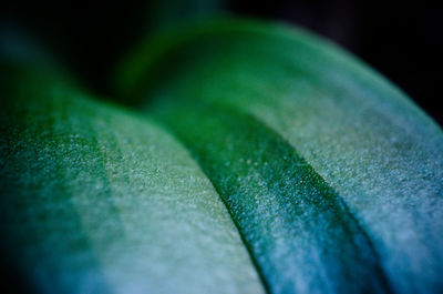 Close-up of leaf