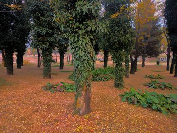 Trees on landscape during autumn