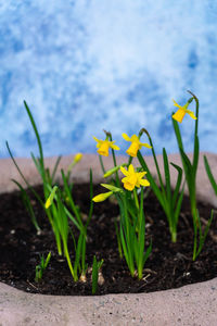 Close-up of yellow crocus flowers on field