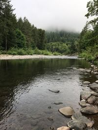 Scenic view of river in forest against sky