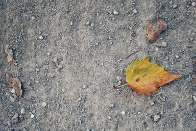 High angle view of dry leaf on street