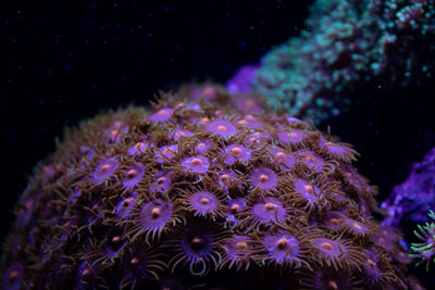 Close-up of coral in sea