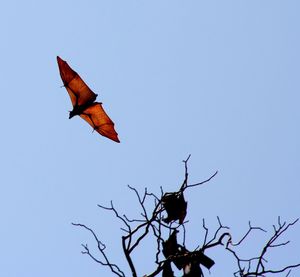 Low angle view of bird flying against clear sky