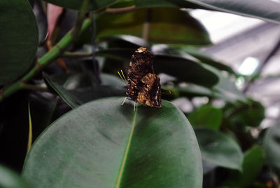 Close-up of butterfly on leaf