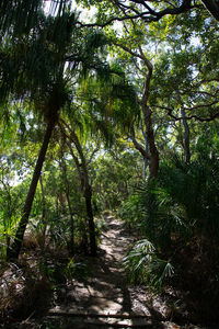 High angle view of bamboo trees in forest