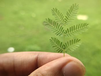 Close-up of hand holding plant stem