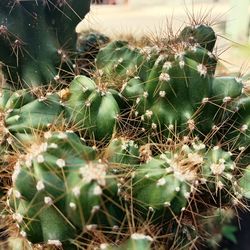 Close-up of succulent plant