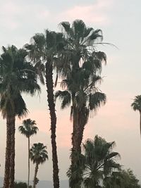 Palm trees against sky