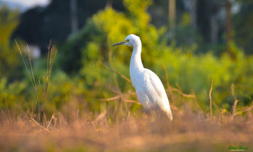 View of a bird on land