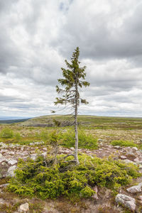 Tree on field against sky