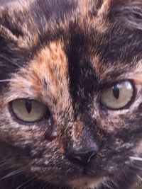 Close-up of cat
