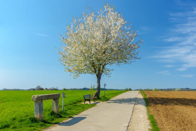 Single tree in field against clear sky