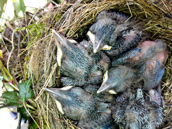 High angle view of young birds in nest