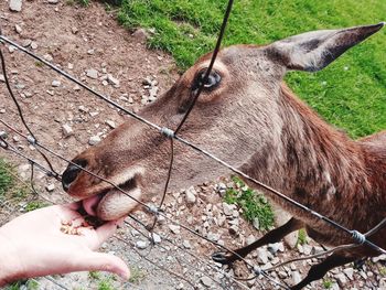Midsection of person feeding horse on field