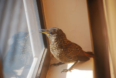 Close-up of bird perching on a window