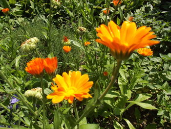 Close-up of yellow flowers blooming outdoors