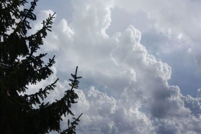 Low angle view of trees against sky