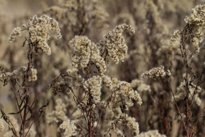 Close-up of white flowers