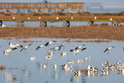 Avocets flying over lake