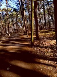 Trees in forest