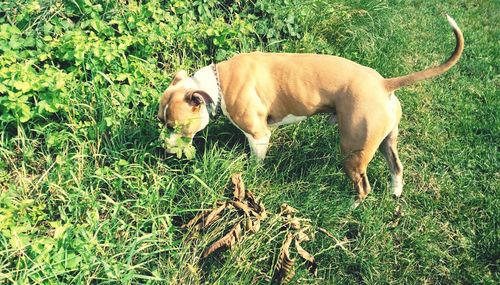 View of a dog on field