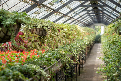 Plants growing in greenhouse