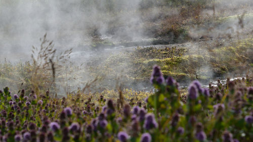 Purple flowering plants on field