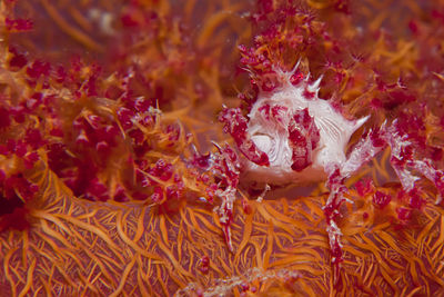 Full frame shot of flowering plant