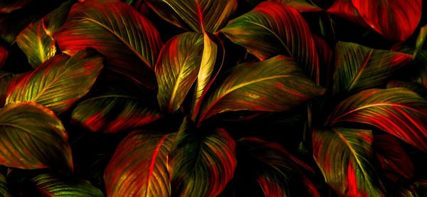 Full frame shot of multi colored plant