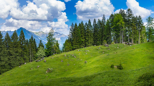 Panoramic shot of trees on land against sky