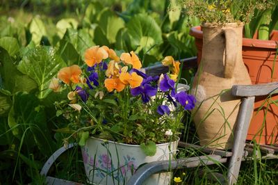 Close-up of potted plants in yard