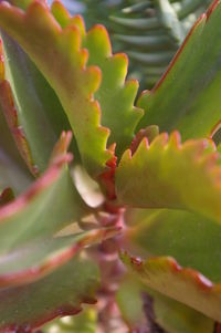 Close-up of prickly pear cactus