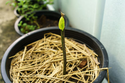 High angle view of potted plant