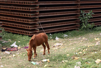 Horse standing in a field