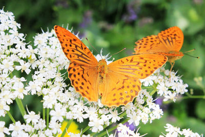 Butterfly pieridae on the flower and plant, nature and wildlife, insects life, green background.