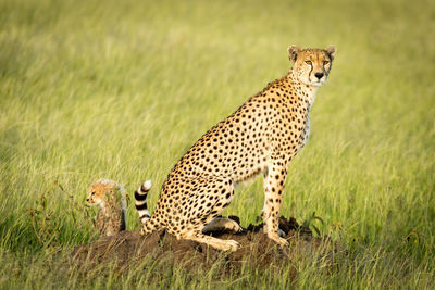 Portrait of cheetah sitting on rock formation