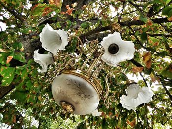 Close-up of flower tree