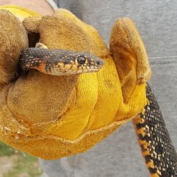 Midsection of man holding snake