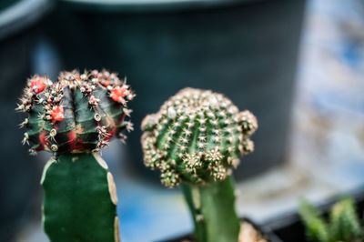 Close-up of succulent plant