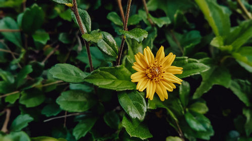 Close-up of yellow flowering plant