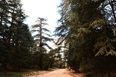 Road amidst trees in forest against clear sky